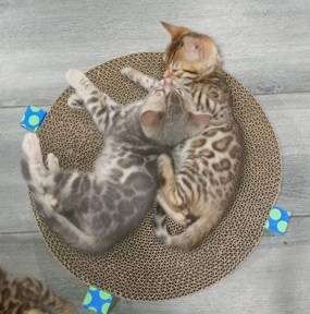 Rehoming Bengal Kittens! (Harlem / Morningside)63923588663427121