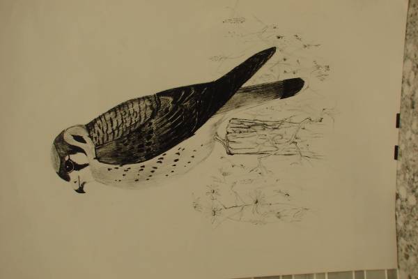 Bird on Stump Print 1