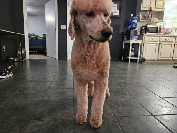 ¡El primer servicio de peluquería es a MITAD DE PRECIO! Para gatos y perros. (Callahan)63682015900931124