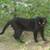 9 Loving Friendly Pretty Cats Need Good Homes or Farms 9 thumbnail