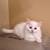 Persian cat 1 thumbnail