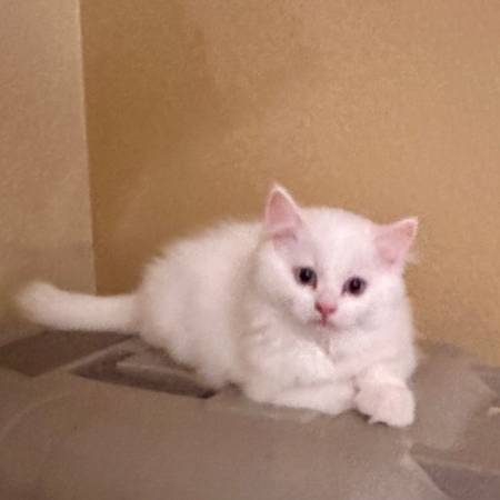 Persian cat 1