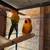 Son conure 3 thumbnail