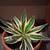 Cactus in pots/ plants 1 thumbnail