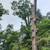 Tree removal and trimming, emergency service, pruning - Low $$ 6 thumbnail