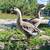 Geese 6 thumbnail