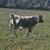 Miniature Bull Calf 2 thumbnail