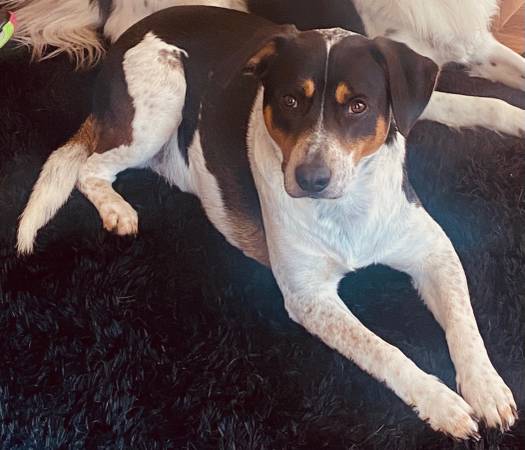 Rehoming Loving Lab (North East, MD)63924992235267120