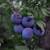 Dwarf Fruit trees & berry bushes 13 thumbnail