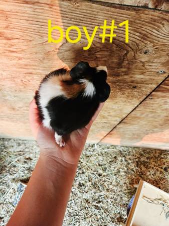 Sweet tame, baby Guinea pigs (Visalia)63873028291457120