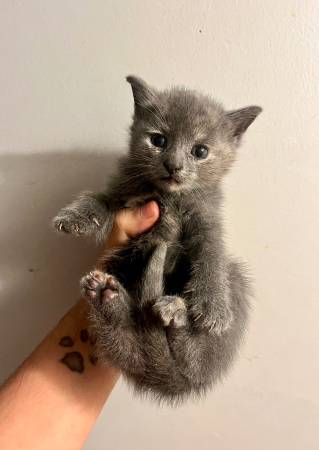 1 kitten left 1