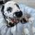 Dalmatian pups 3 thumbnail