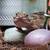 Leopard geckos URGENTLY NEED TO REHOME 20 thumbnail