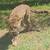 F5 Male Savannah Cat for rehoming - $1500, price negotiable 9 thumbnail