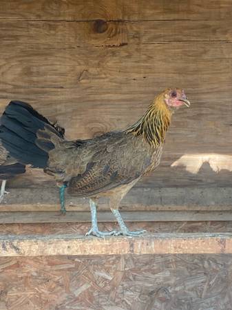 Gamefowl hen 1