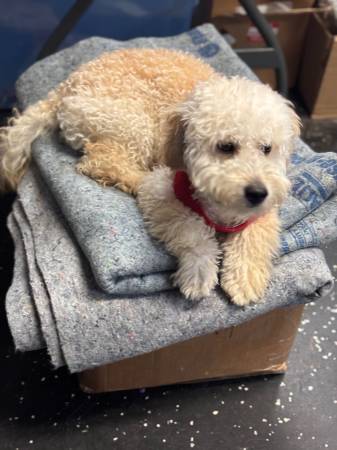 Rehoming Goldendoodle63881505828867123