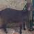 Boer Goats 5 thumbnail