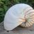 Tiger Chambered Nautilus Shell Natural Brown Rare Real Seashell 1 thumbnail