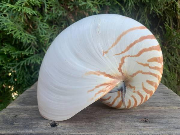 Tiger Chambered Nautilus Shell Natural Brown Rare Real Seashell 1