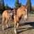 3 year old gelding 1 thumbnail