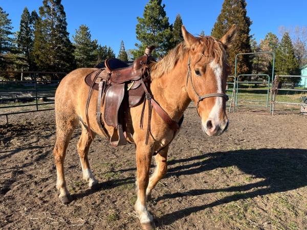 3 year old gelding 1