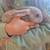 Rex Rabbits 3 thumbnail