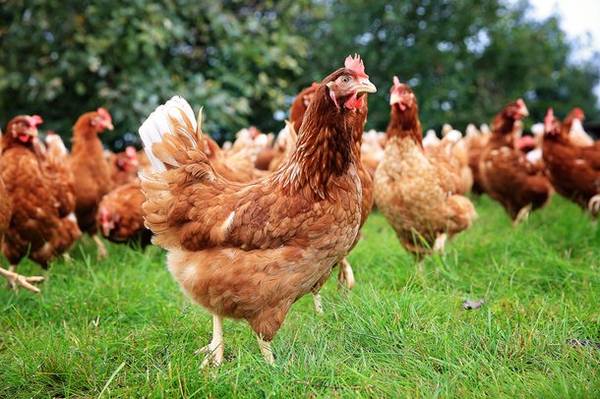 Young laying hens for sale 1