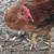 Chickens 1 thumbnail