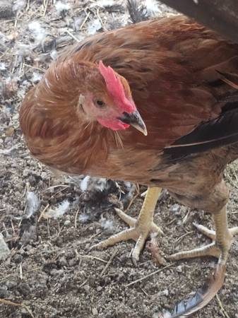 Chickens 1