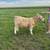 Club calves for sale 4 thumbnail
