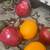8 PCs Realistic, looking artificial fruit apples 🍎 🍊 🍏 🍋‍🟩 4 thumbnail