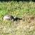 Male Russian Tortoise 3 thumbnail