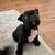 French bulldog rehome 3 thumbnail