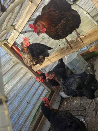 6 LAYING HENS 1