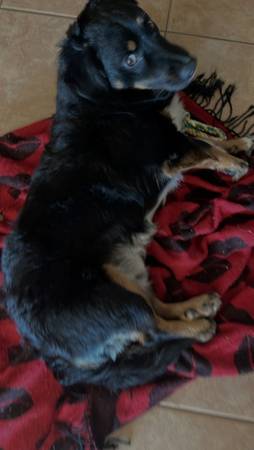 Australian shepherd Mix 1