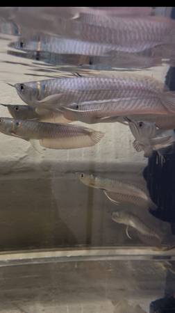 Silver  Arowana 6-7in Fish for sale 1