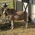 Milking Dairy Goat for Sale 2 thumbnail