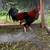 Gamefowl 3 thumbnail