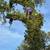 Tree service 18 thumbnail