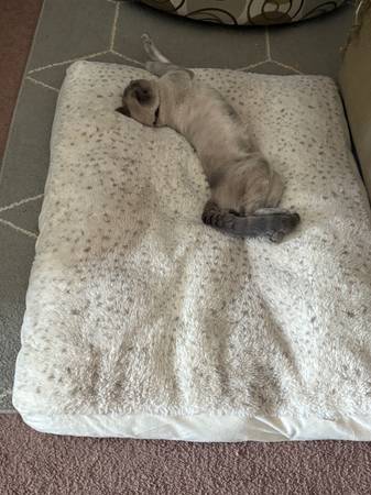 Cat needs home (Gillette)63931297967235121