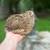 Jumbo Coturnix and Button Coturnix Quail 6 thumbnail