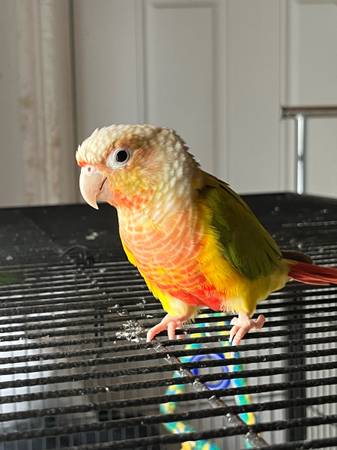 conour/ love bird (Miami)63936142399106122