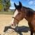 Sweet Arabian Quarter Horse Cross Mare 2 thumbnail