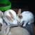 Mini Lop Kits Available ~ Wish to Sell Baby Bunnys? 7 thumbnail