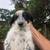 Aussie puppies 5 thumbnail