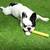 Go Turf Artificial Fake Grass Installation 18 thumbnail