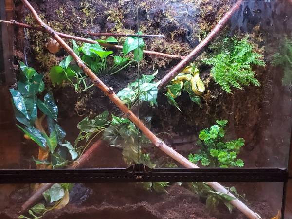 Biak Green Tree Python with terrarium63839343942657121
