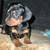 Miniature Dachshund puppy 2 thumbnail
