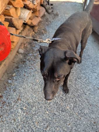 Free loving female dog (Mountlake Terrace)63688899079683121