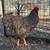 Chickens@GBCF - Show Quality Barred Rocks 3 thumbnail